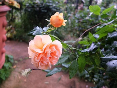 DSCF6549_R