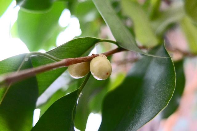 藍川京 の部屋 我が家の花 ベンジャミン 折鶴蘭 Livedoor Blog ブログ