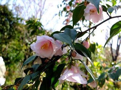 DSCF4854_R