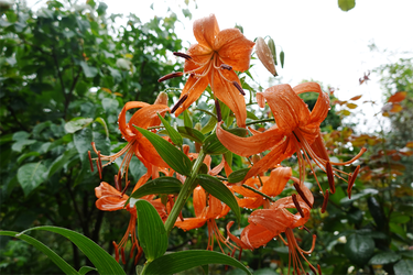 DSC08531_R