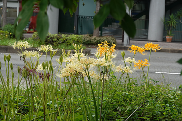 DSC09914_R