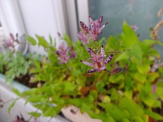 DSCF6248_R