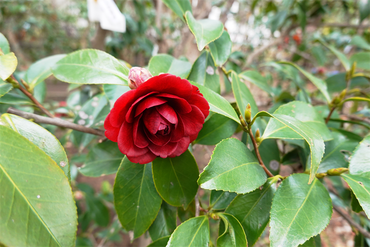 DSC06130_R