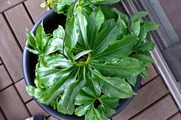 DSCF1846_R