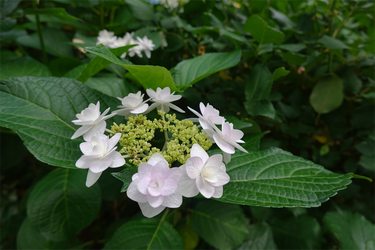 DSC08066_R