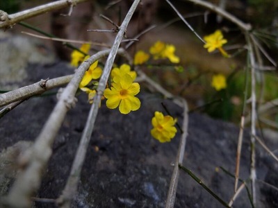 DSCF1248_R