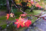 DSCF7519_R