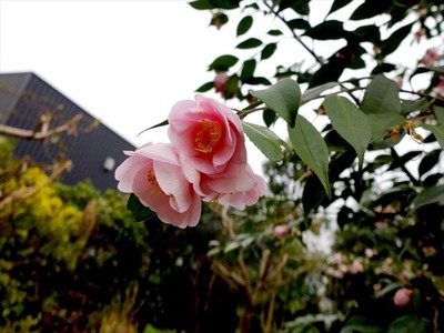 DSCF1366_R