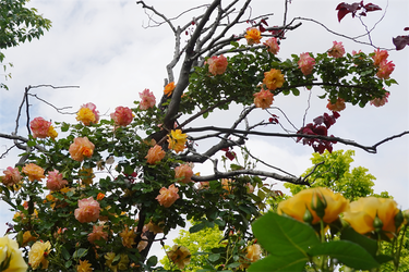 DSC07559_R
