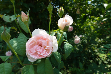 DSC08785_R