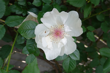 DSC07095_R
