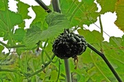 DSCF4672_R