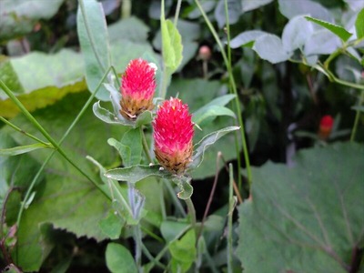 DSCF4654_R
