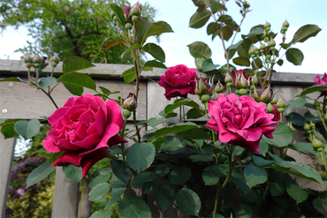 DSC07140_R