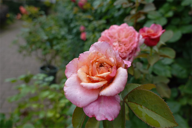 DSC08615_R