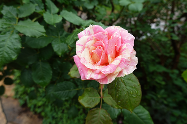DSC08539_R