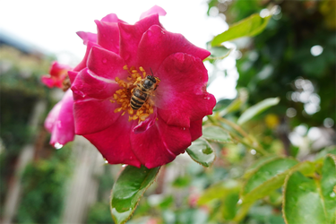DSC08595_R