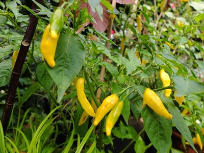 DSCF5077_R