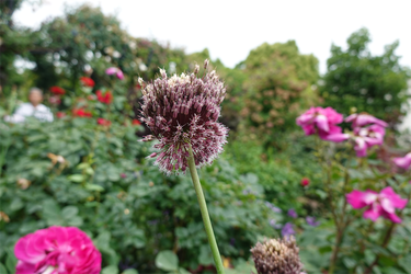 DSC08195_R