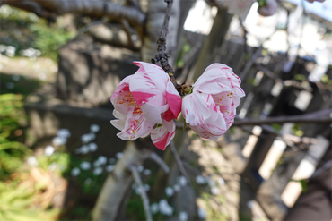 DSC06225_R