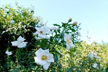 DSC02727_R