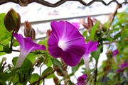 DSCF5984_R