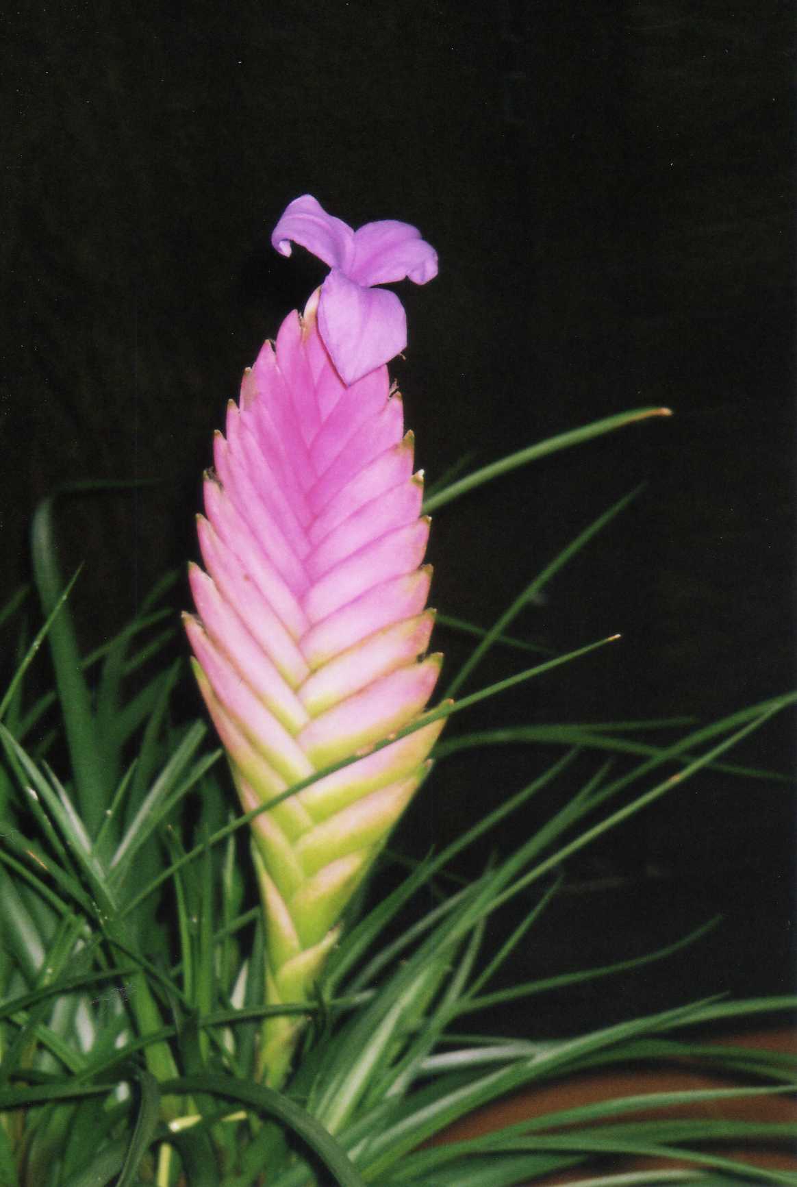 藍川京 の部屋 最後のハナアナナス 花アナナス Livedoor Blog ブログ