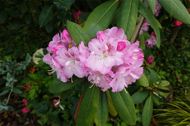 DSC06591_R