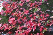 DSCF7486_R