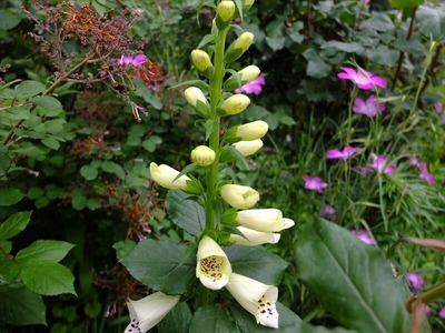 DSCF2607_R
