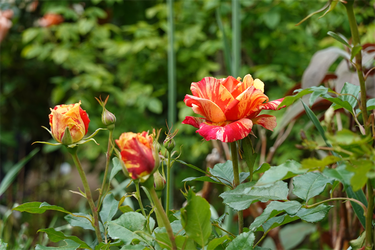DSC07600_R