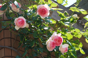 DSC07247_R