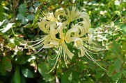 DSCF5433_R