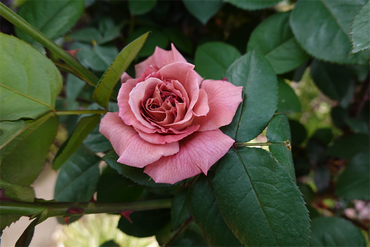 DSC06833_R