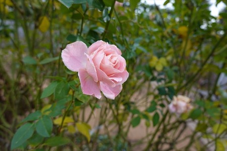 DSC03701_R