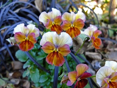 DSCF5470_R