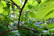 DSCF4274_R