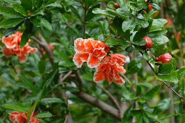 DSC01415_R