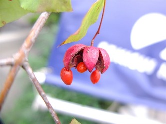 DSCF6206_R