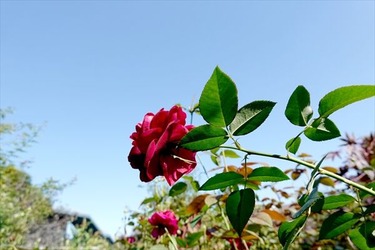 DSC02732_R