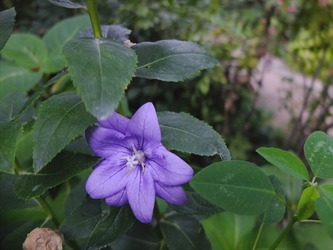DSCF6087_R