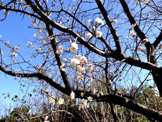 DSCF8313_R