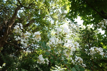 DSC08862_R