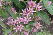 DSCF6958_R