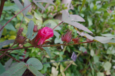 DSC08925_R