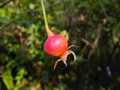 DSCF5464_R