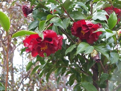 DSCF7553_R