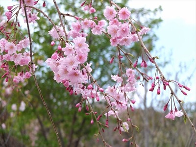 DSCF5330_R