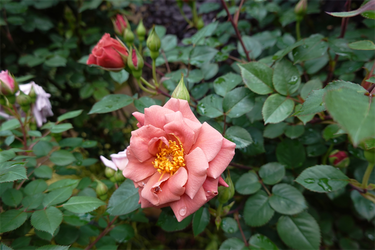 DSC01436_R