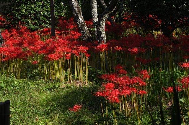 藍川京 の部屋 鎌倉 英勝寺の彼岸花 Livedoor Blog ブログ